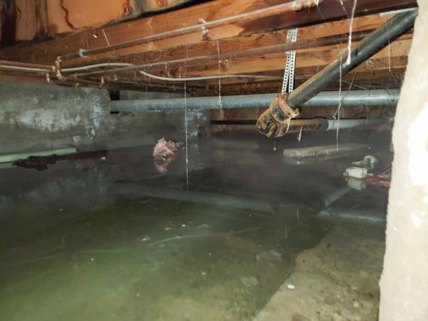 Best Local water damage restoration  in Redwood, TX